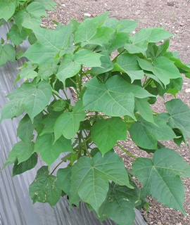 mulch film black