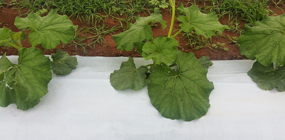 mulch film white black